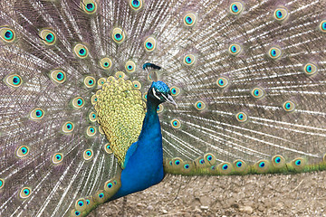 Image showing peacock