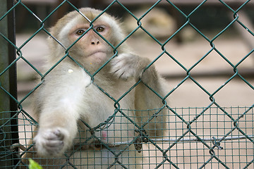 Image showing Monkey at the zoo