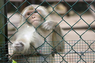 Image showing Monkey at the zoo