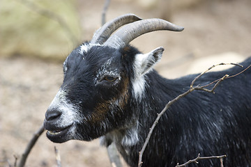 Image showing goat