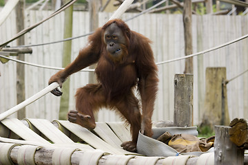 Image showing cute baby orangutan