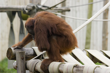 Image showing cute baby orangutan