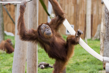 Image showing cute baby orangutan