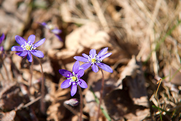 Image showing Hepatica nobilis