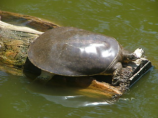 Image showing Turtle