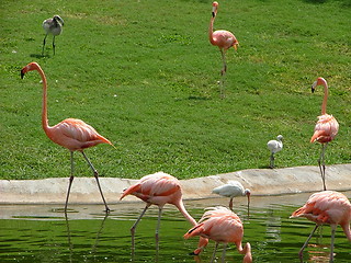 Image showing Greater Flamingo