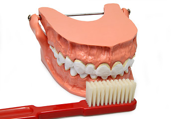 Image showing Teeth model