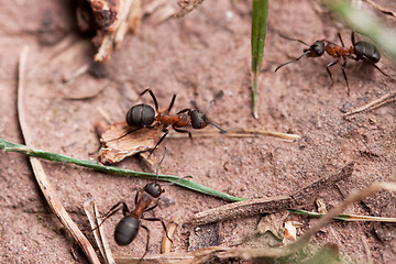 Image showing Red European Forest Ants (Formica rufa)