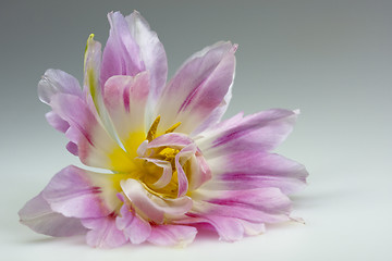 Image showing Tulip Blossom, with gradient background