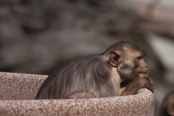 Image showing The Thinker