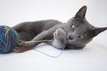 Image showing Portrait of a Russian Blue Cat