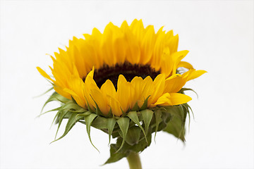 Image showing Sunflower blossom (Helianthus annuus)
