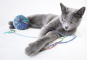 Image showing Portrait of a Russian Blue Cat