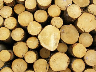 Image showing Pile of logs
