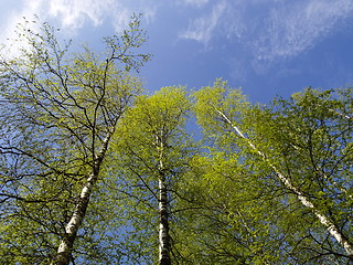 Image showing birch trees 