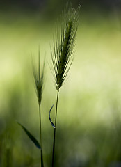 Image showing Wheat, growing wild on a meadow in spring