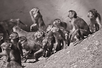 Image showing Macaques