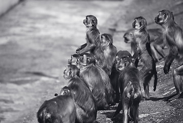 Image showing Macaques