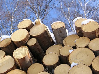 Image showing Dead timber and living timber