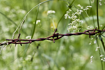 Image showing Barbwire