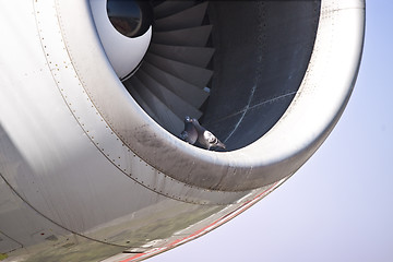 Image showing Detail view of a jet plane engine, with two doves