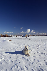 Image showing  Hummocks. A sea winter landscape with a dog