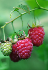 Image showing Berries of a raspberry on a branch