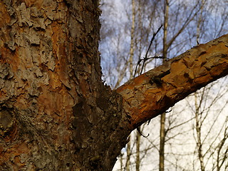 Image showing Pine tree bark