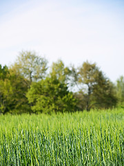 Image showing Barley field