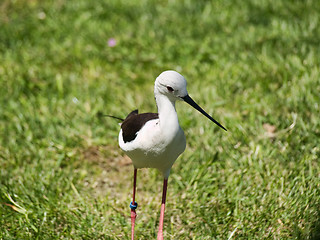 Image showing Bird