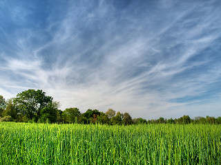 Image showing Barley field