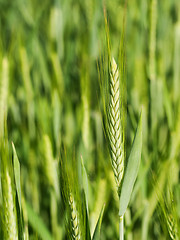 Image showing Green wheat