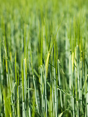 Image showing Green barley