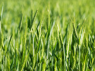 Image showing Green wheat field