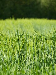 Image showing Green barley