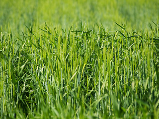 Image showing Green barley