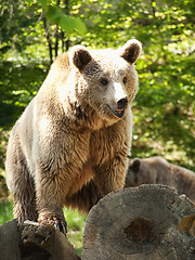 Image showing Young brown bear