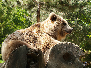 Image showing Young brown bear