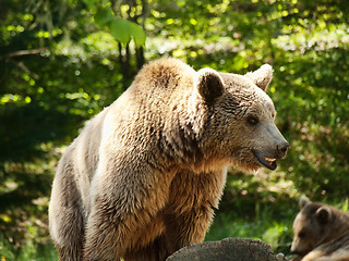 Image showing Young brown bear