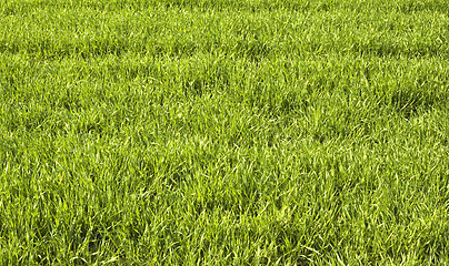 Image showing green grass