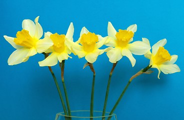 Image showing Spring flowers