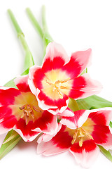 Image showing three pink tulips