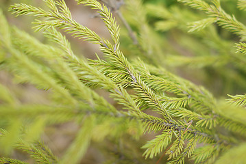 Image showing conifer background