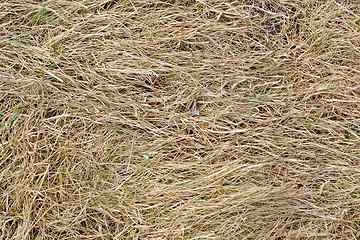 Image showing dry grass background