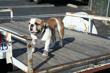 Image showing Bulldog