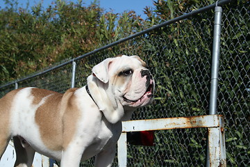 Image showing Bulldog