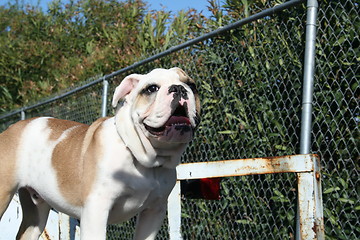 Image showing Bulldog