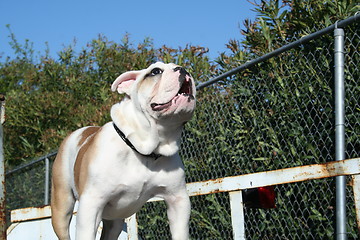 Image showing Bulldog