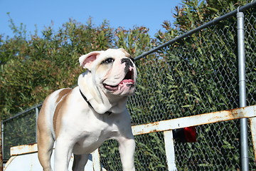 Image showing Bulldog