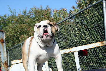 Image showing Bulldog